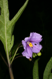 Solanum laciniatum RCP5-2012 095.JPG
